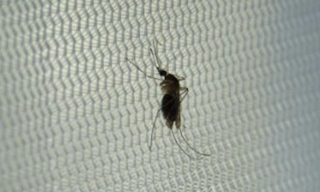 El CSIC revela que la presencia de la malaria aviar en mosquitos es mayor lejos de ríos y marismas

