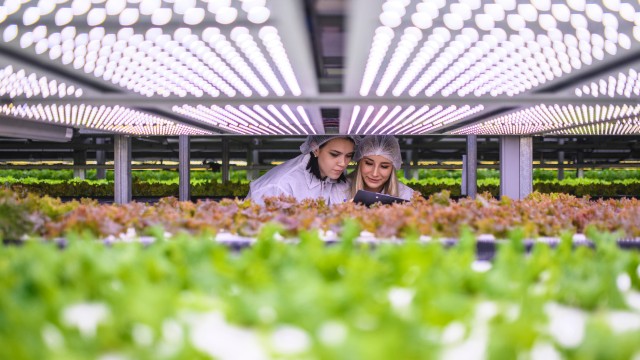 Innsomnia busca a las 100 mejores startups para crear el ecosistema AgroFoodTech líder en España


