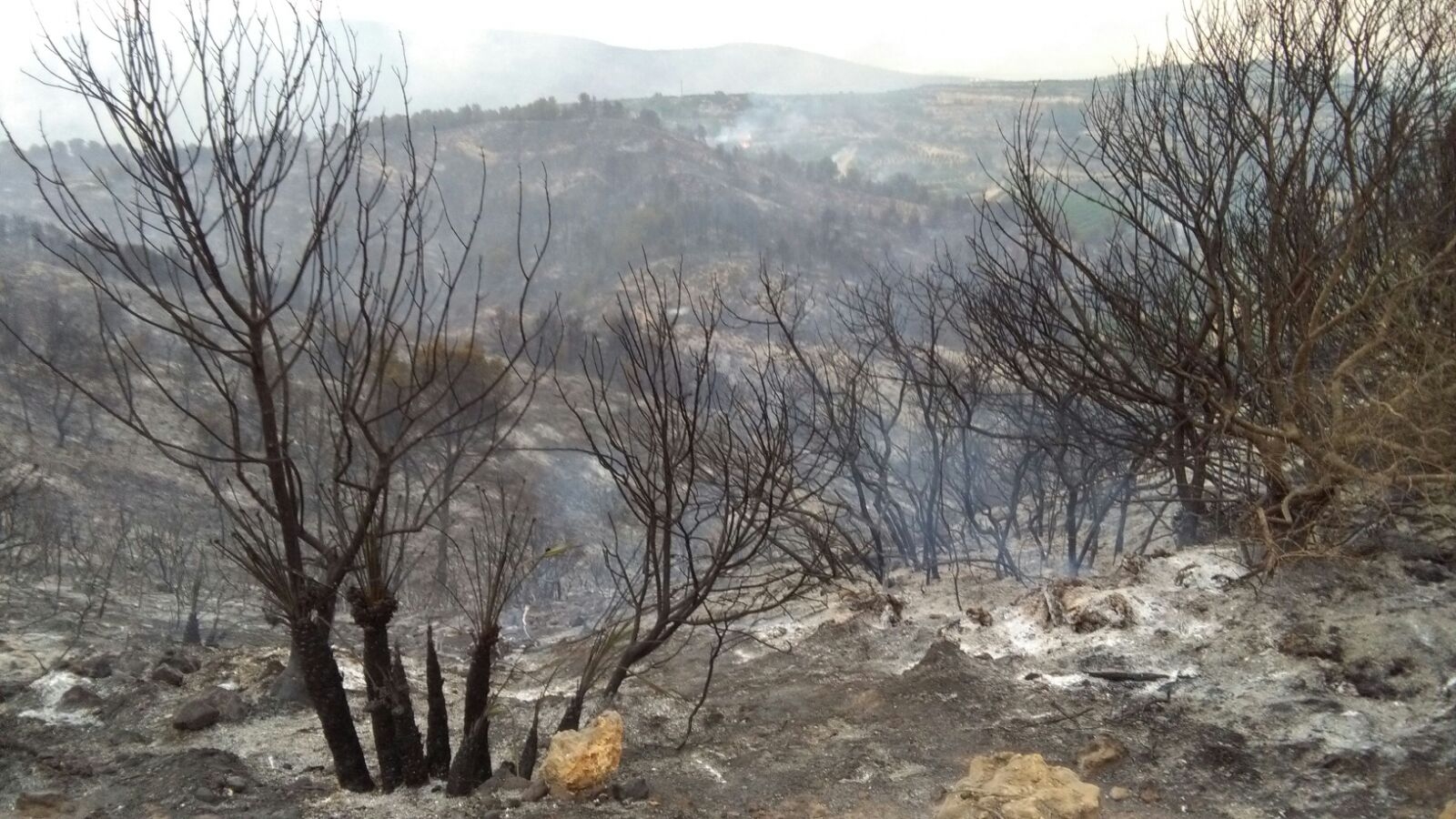 El fuego de Bolbaite afecta a cientos de campos de cítricos y olivos y peligra la cosecha