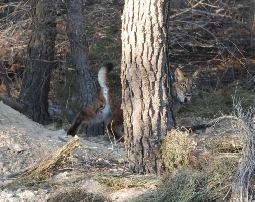 La población de lince ibérico en la península supera los 2.000 ejemplares
