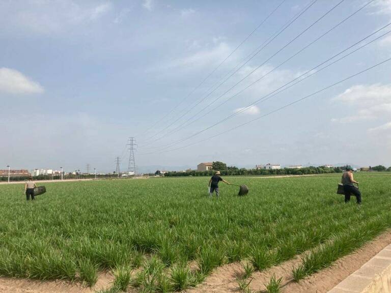 Foto: AYUNTAMIENTO DE ALBORAYA - 