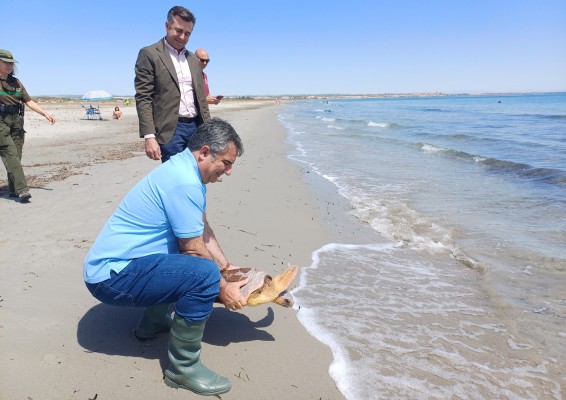 Liberan  en el mar todas las tortugas del Centro de Recuperación de El Valle
