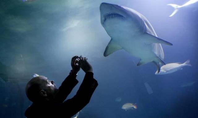 Avanqua crea el comité de cuidado y bienestar animal del Oceanogràfic  