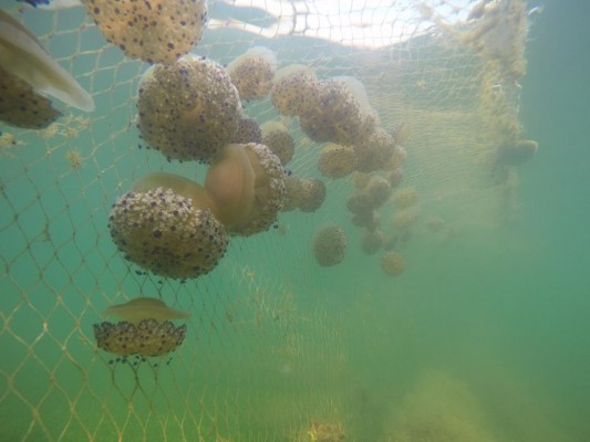 Auguran un verano sin medusas en el Mar Menor... y eso tampoco es bueno