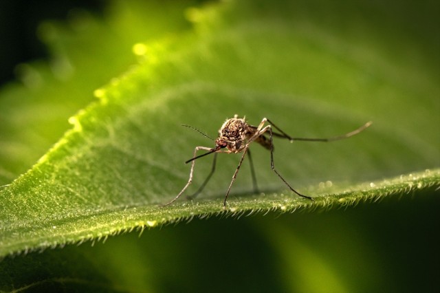 Agricultura inicia actuaciones contra el mosquito tigre en parques de Castelló como el Ribalta