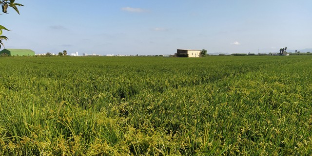 AVA-Asaja denuncia que España deniega un herbicida del arroz que autorizan Italia y Portugal
