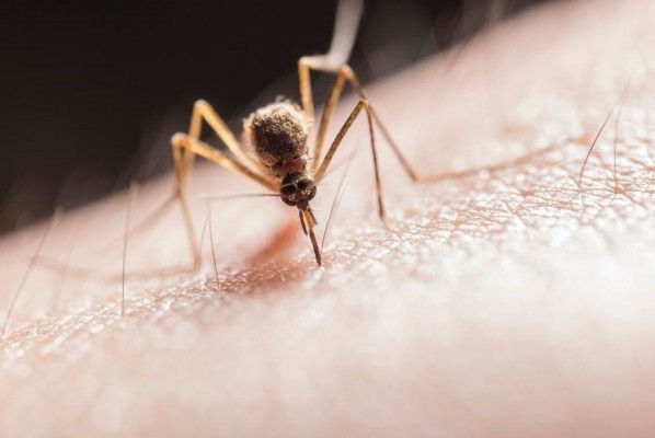 El riesgo de transmisión local de la malaria en España es 