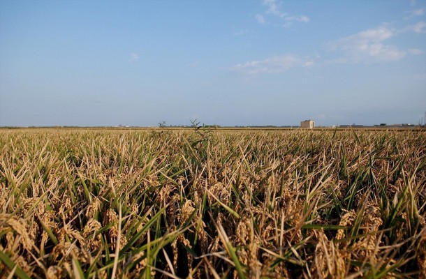 El Gobierno eleva a 259 millones las ayudas a productores de cultivos de secano, arroz y tomate