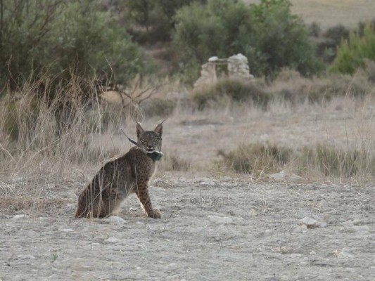 Uno de los linces introducidos en Lorca aparece muerto en una autovía de Granada