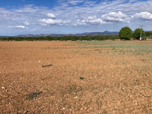 La Unió pide ayudas ante la 
