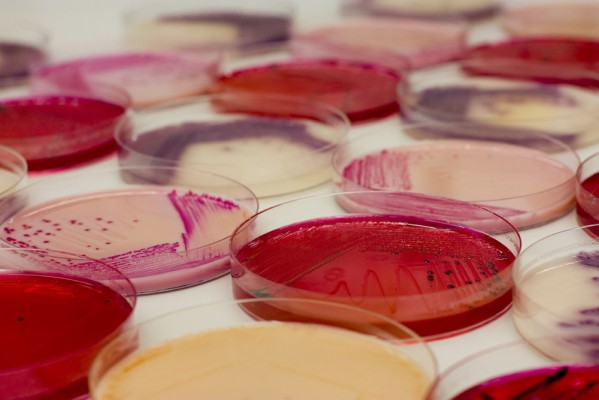 La Universitat participa en crear una base de datos de bacterias en aguas de consumo humano