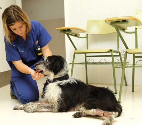 Diseñan una escala para que los veterinarios evalúen el grado de sedación de los perros
