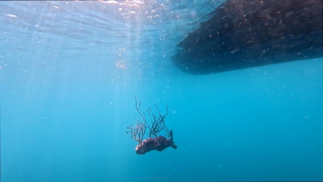 La Fundación Azul Marino y Oceanogràfic sueltan al mar en Oropesa los 40 corales recuperados