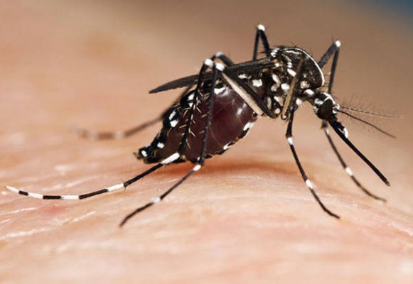 El Consell ayudará con 450.000 euros a los municipios más afectados por el mosquito tigre