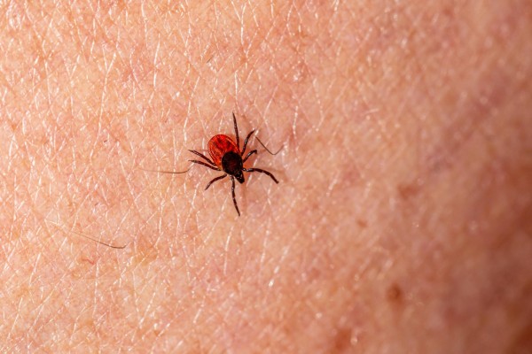 Recomendaciones para prevenir la Enfermedad de Lyme, que se transmite por la picadura de garrapatas

