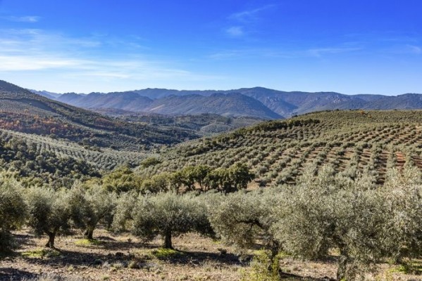 El paisaje del olivar impulsa la actividad de alojamiento en centenares de pueblos en toda España
