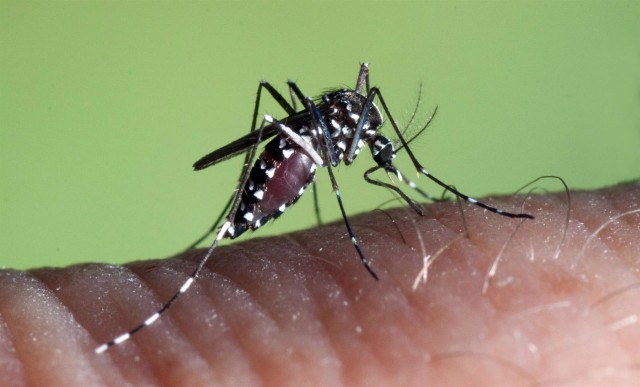 Una bacteria podría ser eficaz para evitar la expansión del mosquito tigre en España 