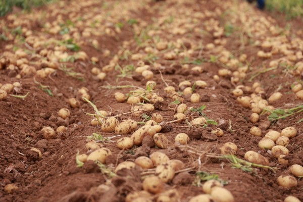 AVA pide a la distribución que dé prioridad a la producción local de patatas y cebollas
