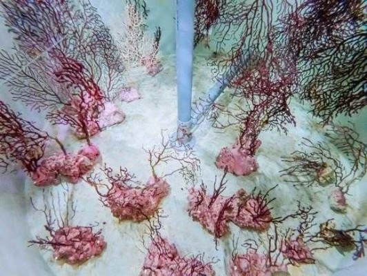 Un total de 30 corales atrapados en redes de pesca en Castelló se recuperan en el Oceanogràfic
