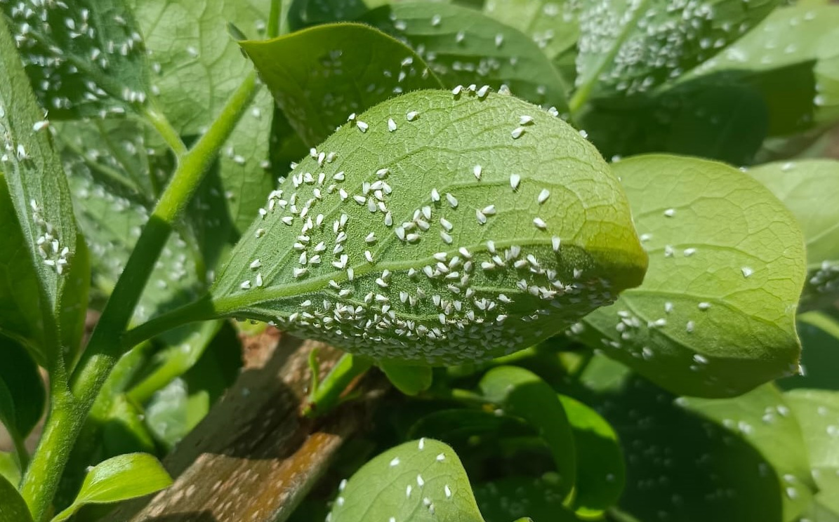 Mosca blanca en cítricos. Foto: AVA-ASAJA - 