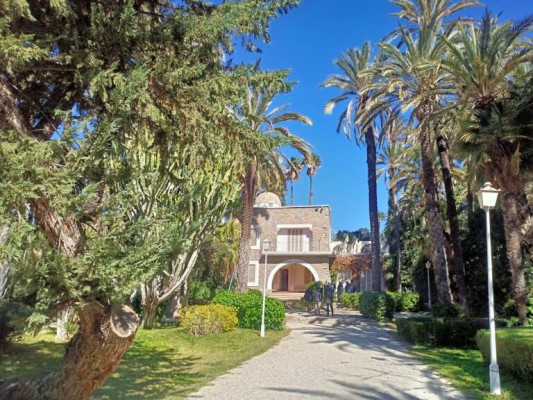 Elche encarga por 80.000 euros la poda de palmeras en el Parque Municipal, Hort del Xocolater y de Baix