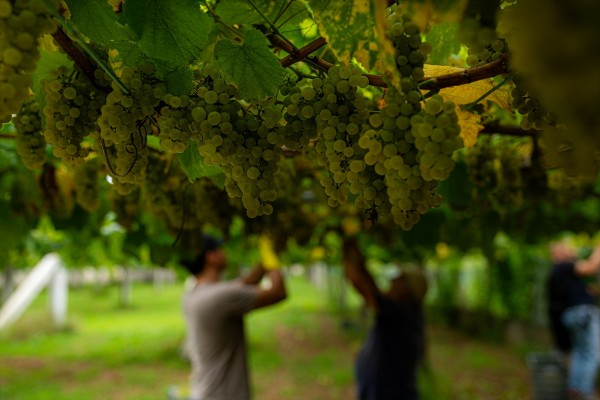 AVA-Asaja pide ayudas urgentes a los viticultores tras sufrir las primeras heladas en la uva
