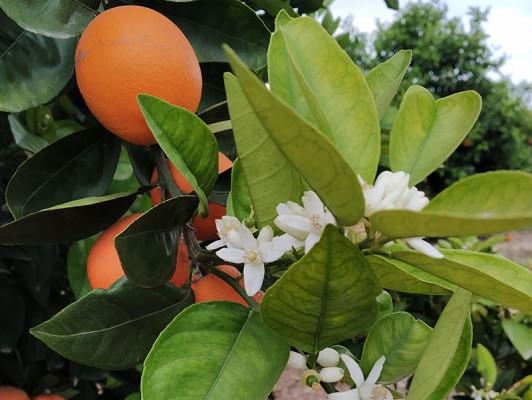 AVA denuncia que las empresas mantienen los precios de la naranja pero en campo bajan un 40%
