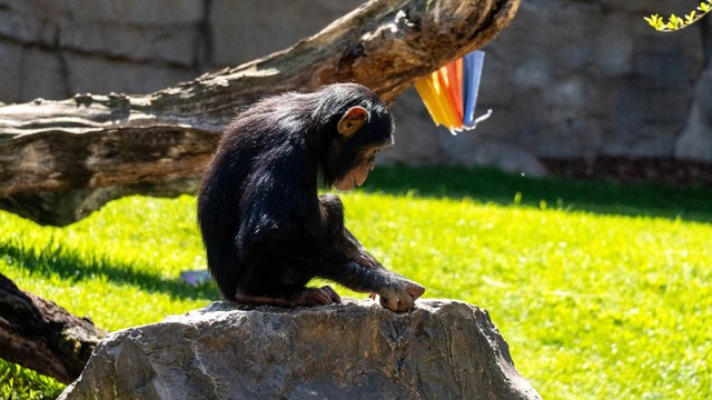 Bioparc celebra el 5º cumpleaños de Djibril, el chimpancé al que rechazó su madre al nacer