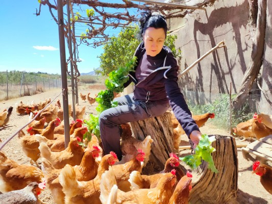 Albocàsser recupera i posa en valor la producció d'ous campers
