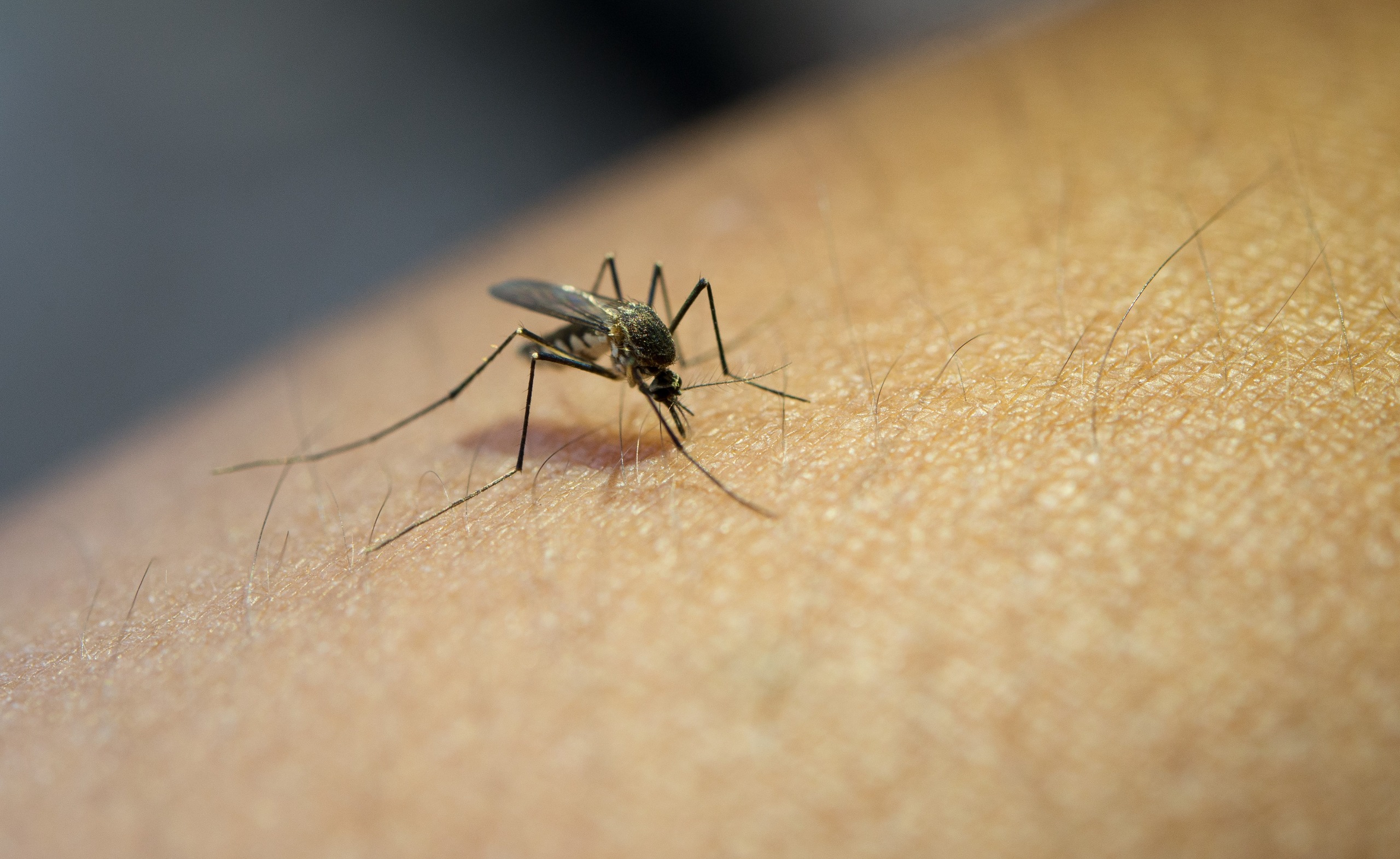 Ayuntamiento de Burriana - 