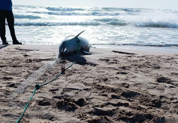 Fallece un delfín hallado enredado en unas redes de pesca en El Perelló