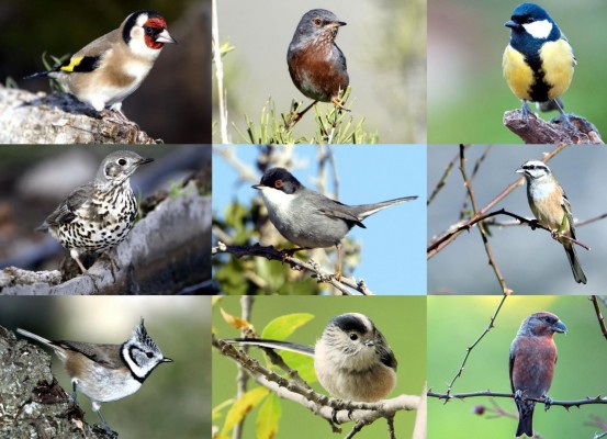 SOS para las aves forestales en la Región