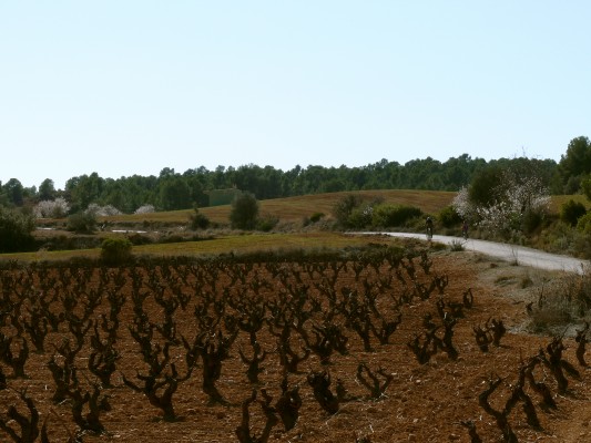 Tierra Bobal contará con más de 200 km de ciclorrutas señalizadas