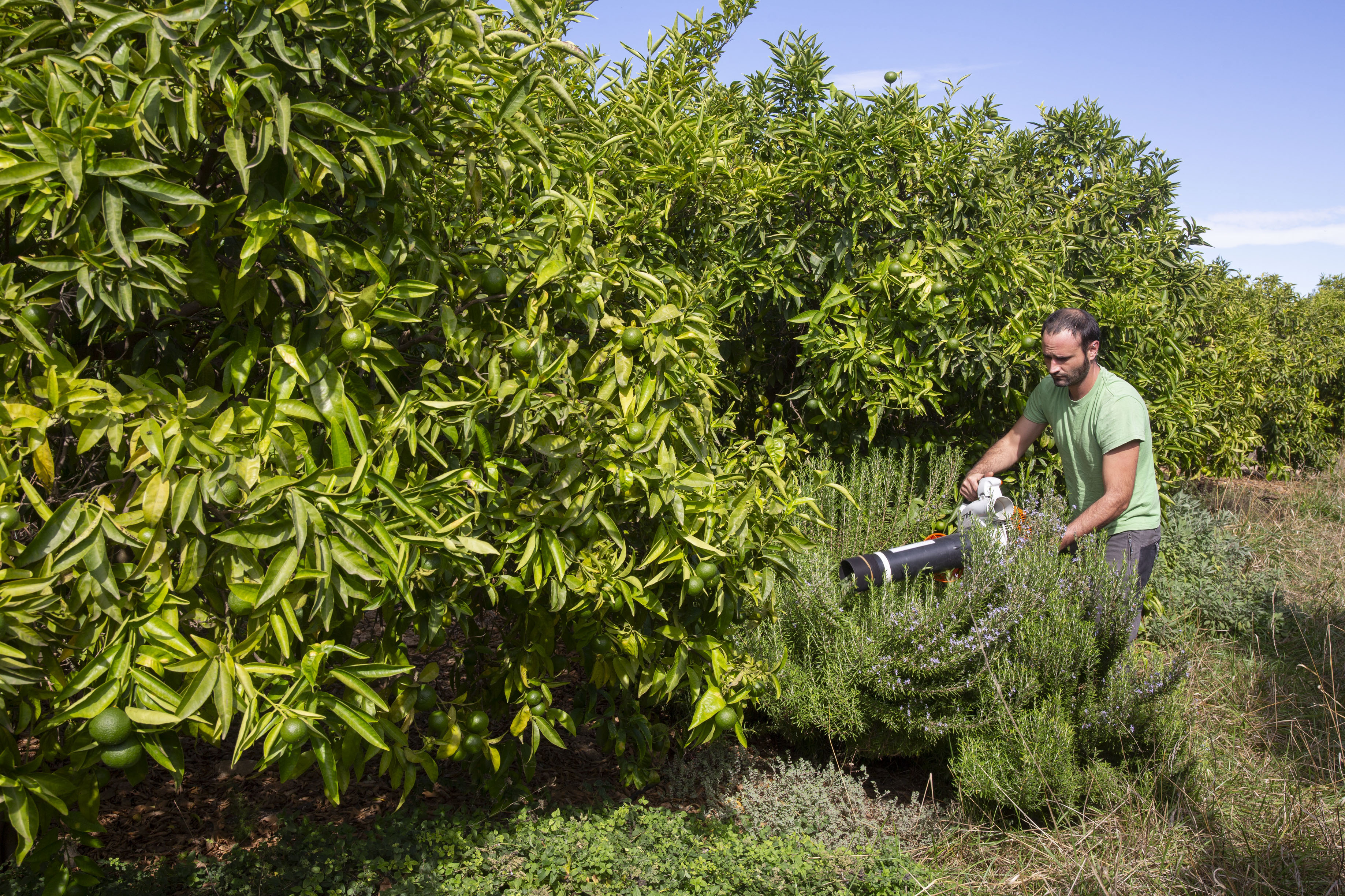 Un estudi de l'UJI prova l'ús de fongs i cobertes vegetals per a controlar la mosca de la fruita