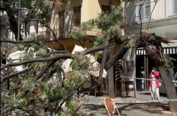 Tres mujeres heridas leves tras la caída de un árbol en el centro de València
