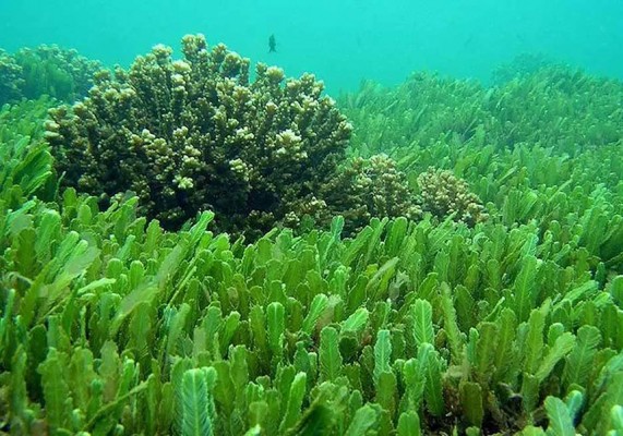 Una investigación constata la respuesta de especies de fitoplancton marino al calentamiento global
