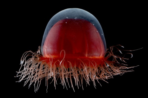 Las medusas: un reto científico y un manjar para los osados