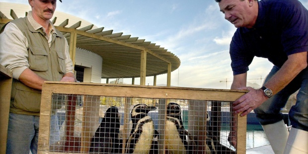 Nacen en el Oceanogràfic de Valencia cinco crías de pingüinos Juanito