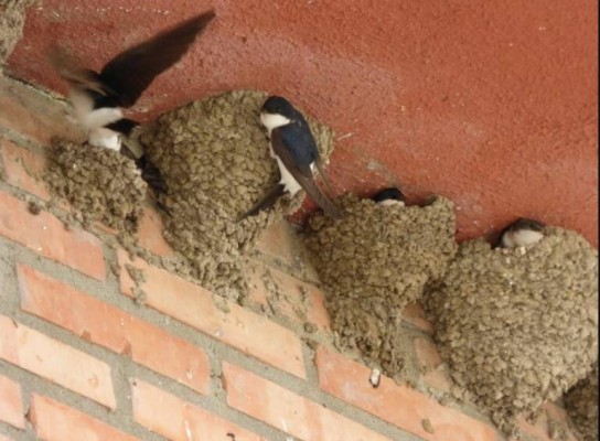 Más de la mitad de la Región ya es área de protección de aves