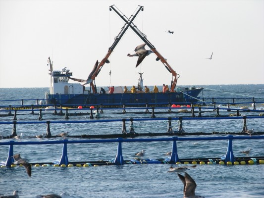 La flota de cerco del atún rojo del Mediterráneo espera una campaña favorable en 2024