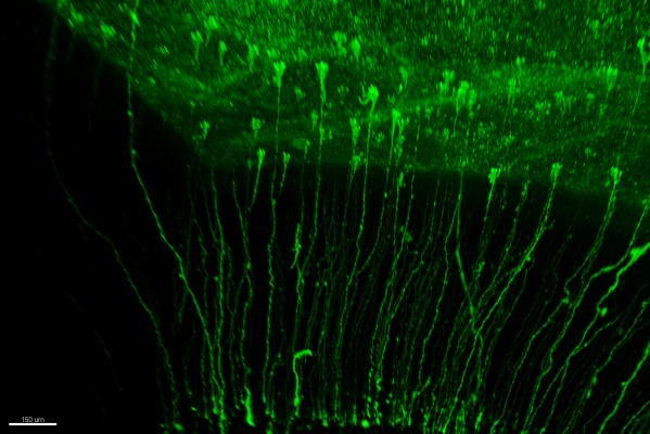 El Instituto de Neurociencias de la UMH descubre tres nuevos linajes en la neurogénesis
