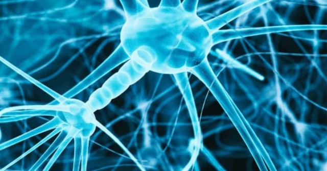 La UMU y el IMIB estudian los efectos de la sepsis en el sistema nervioso central
