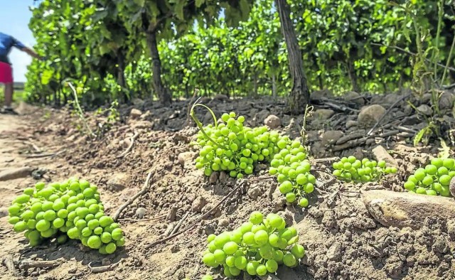 La Unió pide que las ayudas a la cosecha en verde de la uva de vino sean similares a las de otras CCAA