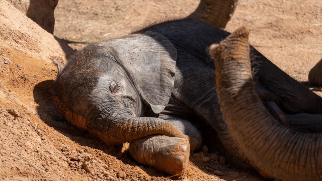 Bioparc València somete a votación ciudadana el nombre de la cría de elefante nacida hace un mes