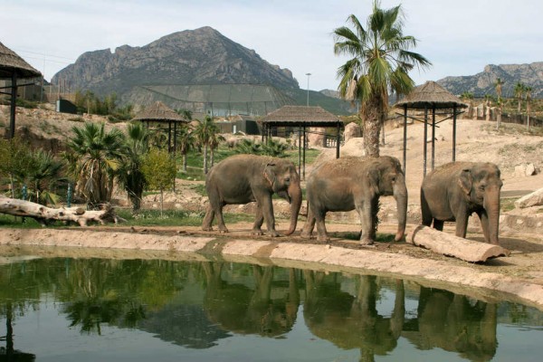 Muere una trabajadora de Terra Natura de Benidorm atacada por un tigre