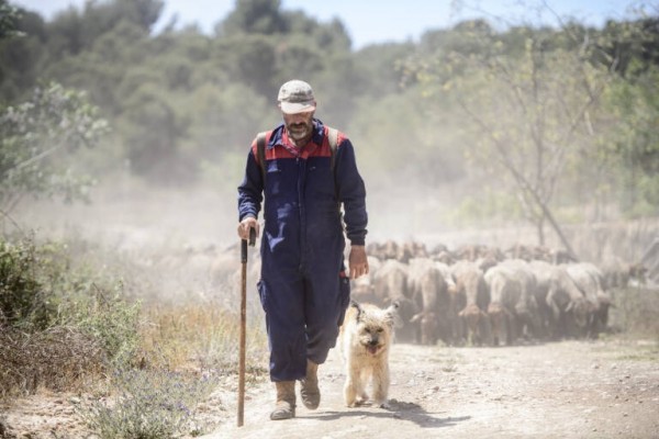 Justicia convoca 300.000 euros en ayudas al pastoreo para prevenir incendios forestales
