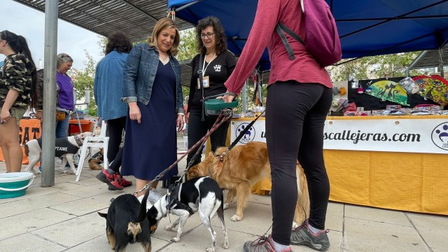 Cerca de 20 asociaciones y protectoras se dan cita en el Festival de adopción de Benicàssim
