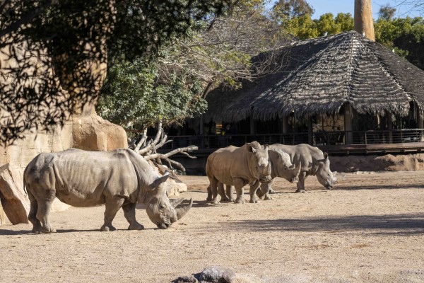 Primeras cópulas de rinoceronte en Bioparc dentro del proyecto para la conservación de la especie