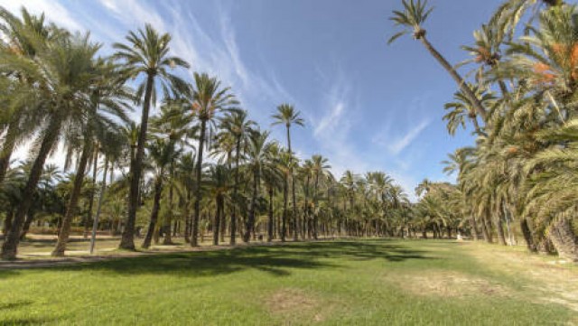 Orihuela incorporará un nuevo taller de empleo para la restauración del entorno del palmeral
