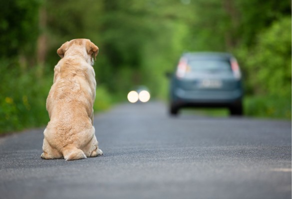 Esprineco se encargará de recoger a los animales abandonados en San Pedro del Pinatar 